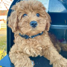 Australian Labradoodle and Goldendoodle Puppies from Annie's Doodles