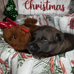 Grinch - Silver brindle male Dutch Shepherd puppy in Clarksville, Tennessee from Vuurhart Herders