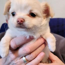 Barlo - Cream and white male Chihuahua puppy in Greenfield, Ohio from Paradise Chihuahua Kennel