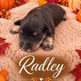 Radley - Liver male Miniature Schnauzer puppy in Sylvania, Georgia from Southern Sky Miniature Schnauzers