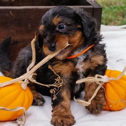 Sofie's Orange Boy - Red phantom male Aussiedoodle puppy in Burkesville, Kentucky from Bline’s Awesome Aussies, Aussiedoodles & Doxies at the Bline Family Farm