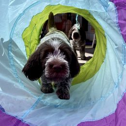 Spinoni Italiani from Pawleys Island Gun Dogs