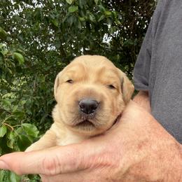 Hot Dog Boy - Golden male Golden Retriever puppy in Knoxville, Tennessee from Jack and Ginger’s Goldens