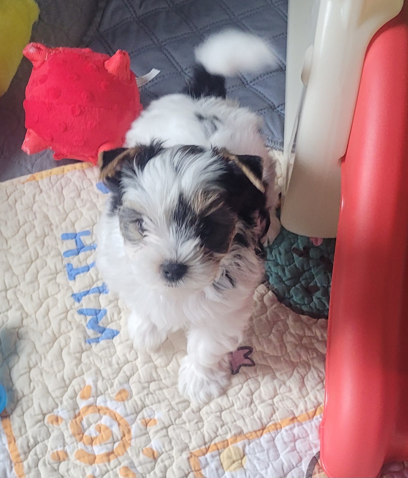 Marley - Black tan and white Biewer Terrier puppy in Granbury, Texas from Hearts n Paws