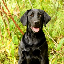 Kona - Labrador Retriever