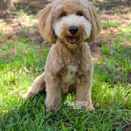 Butch - Goldendoodle
