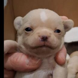 Tiny zoro - Cream and white male Chihuahua puppy in Bloomington, Indiana from TJs Chihuahuas