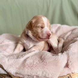 Max - Red male Aussiedoodle puppy in Allen, Texas from Calena’s Doodles