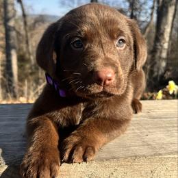 Chocolate girl, purple collar - Chocolate female Labrador Retriever puppy in Ozark, Arkansas from Middle Ridge Retrievers