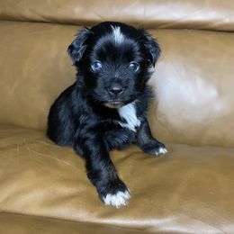 Clementine - Black tri female Miniature Australian Shepherd puppy in Brenham, Texas from Stone N Rose Kennels