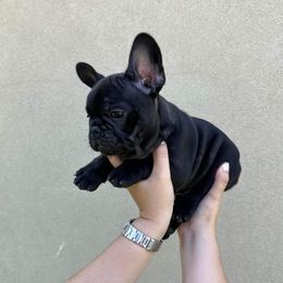 French Bulldog Puppies from OMG FRENCHIES