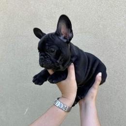 French Bulldog Puppies from OMG FRENCHIES