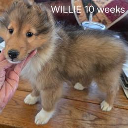 Willie - Sable and white male Shetland Sheepdog puppy in Yavapai County, Arizona from Windsong Shelties