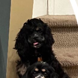 Bobbi Jo - Cocker Spaniel