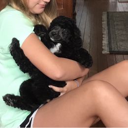 Poodle Puppies from Southern Standards Standard Poodles