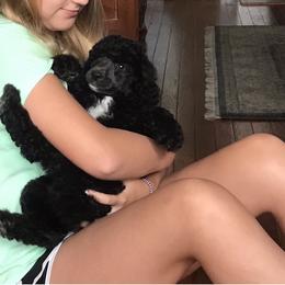 Poodle Puppies from Southern Standards Standard Poodles