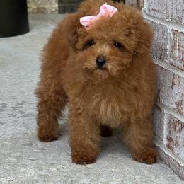 Rose - Red  female Poodle puppy in Sauk Village, Illinois from Midwest Timberland Pups