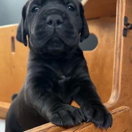 Teal - Black female Cane Corso puppy in Homeland, California from Dal Deserto Cane Corso
