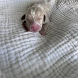 Clover - Red  male Goldendoodle puppy in Calera, Alabama from Red Mountain Minis