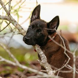Belgian Malinois Puppies from Blue Shield Malinois