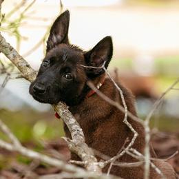Belgian Malinois Puppies from Blue Shield Malinois