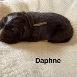Daphne - White and brown female Newfoundland puppy in Goodhue, Minnesota from Claypits Newfoundlands