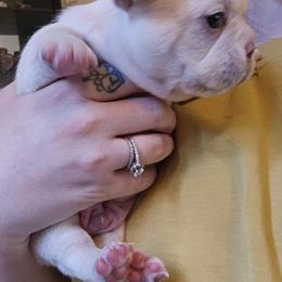 French Bulldog Puppies from Electric City Frenchies