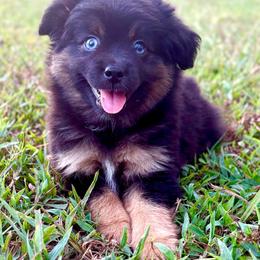 Peter Pan - Black tri male Toy Australian Shepherd puppy in Smithville, Arkansas from Cooper Creek Aussies