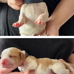 Blue - Lemon and white male Basset Hound puppy in Highland, Michigan from Dream Hounds of Michigan