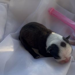 Girl 1 pink flower - Black brindle and white female Boston Terrier puppy in Sunnyside, Washington from Boston Terriers