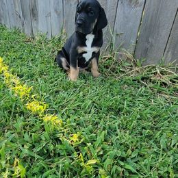 Blossom - Black female Great Dane puppy in Port Clinton, Ohio from LakeSide Danes