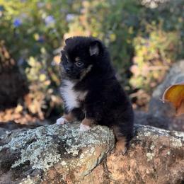 Dawn - Black and tan female Pomeranian puppy in Stockton, California from Pommiepalace