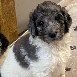 Zoyia - female Newfypoo puppy in San Antonio, Texas from Mammoth Doodles