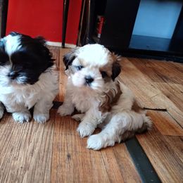 Shih Tzu Puppies from Tough Shih