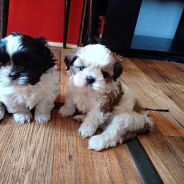 Shih Tzu Puppies from Tough Shih
