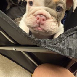 Bulldog Puppies from Royal Fade Bulldogs