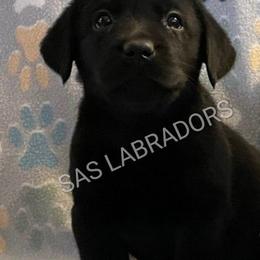 Boy 1 - Black male Labrador Retriever puppy in Palmdale, California from Sweet As Sugar Labradors