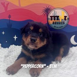 Peppercorn - Black tri-color male Australian Shepherd puppy in Tucson, Arizona from TTTNT Aussies