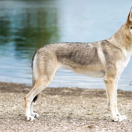 Czechoslovakian Vlcaks from Vormir Czechoslovakian Vlcak