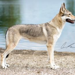 Czechoslovakian Vlcaks from Vormir Czechoslovakian Vlcak