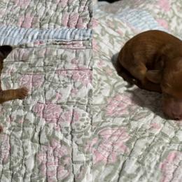 Otis - Dapple male Dachshund puppy in Coatesville, Indiana from ADH Dachshunds