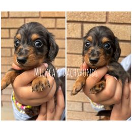Freckles - Dapple male Dachshund puppy in Orem, Utah from Miekca’s Dachshunds