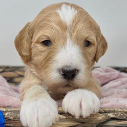 Blue Male - Apricot male Goldendoodle puppy in Great Falls, Montana from Montana Goldendoodles