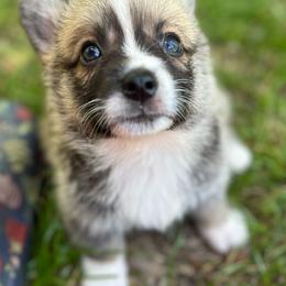 Glacier - Sable and white male American Corgi puppy in Hope, Arkansas from Foxy Knoll Farm