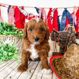 Montgomery - Red  male Goldendoodle puppy in Pleasant Grove, Utah from Destination Doodles