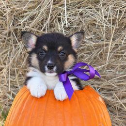 Girl 1 Purple - Black and tan female Pembroke Welsh Corgi puppy in Ville Platte, Louisiana from Flat town corgis