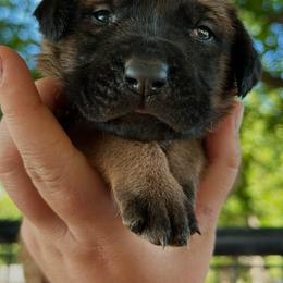 Frankie - Fawn female Mastiff puppy in Wewoka, Oklahoma from P Diamond Mastiffs