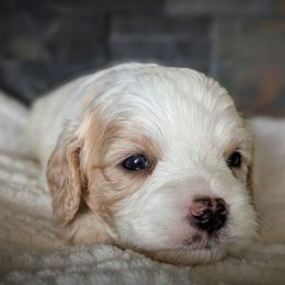 Blenheim Boy - Blenheim male Cavapoo puppy in San Diego, California from WW Cavapoos