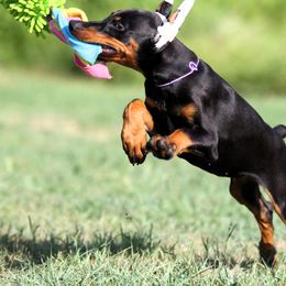 Melisandre - Obedience and Crate Trained - Black and rust female Doberman Pinscher puppy in Rockwall, Texas from Elitehaus