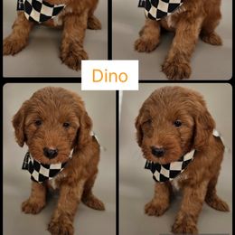 Dino - Red  male Goldendoodle puppy in Decatur, Tennessee from Diamond's Doodles